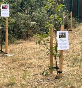 Seahaven Academy orchard