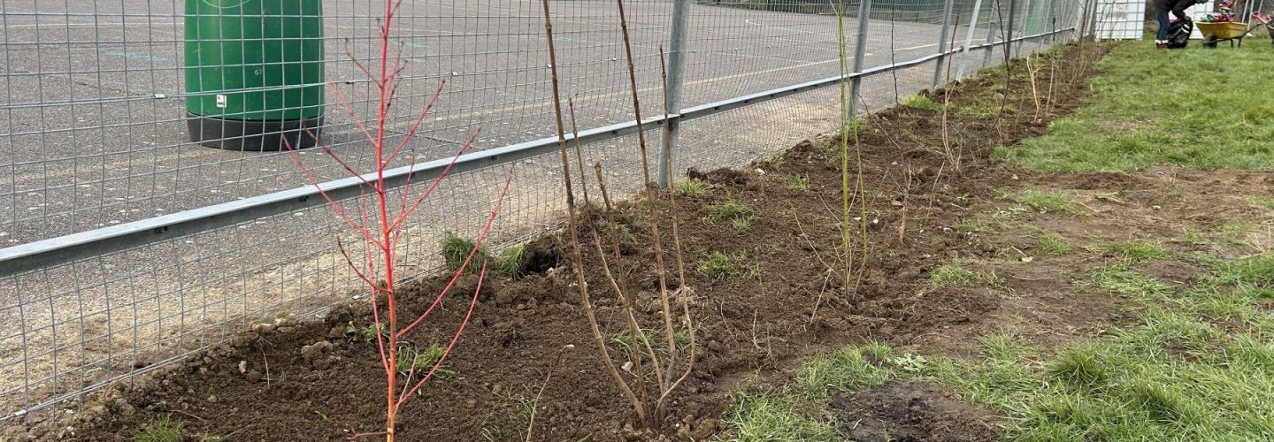 Hedge planting