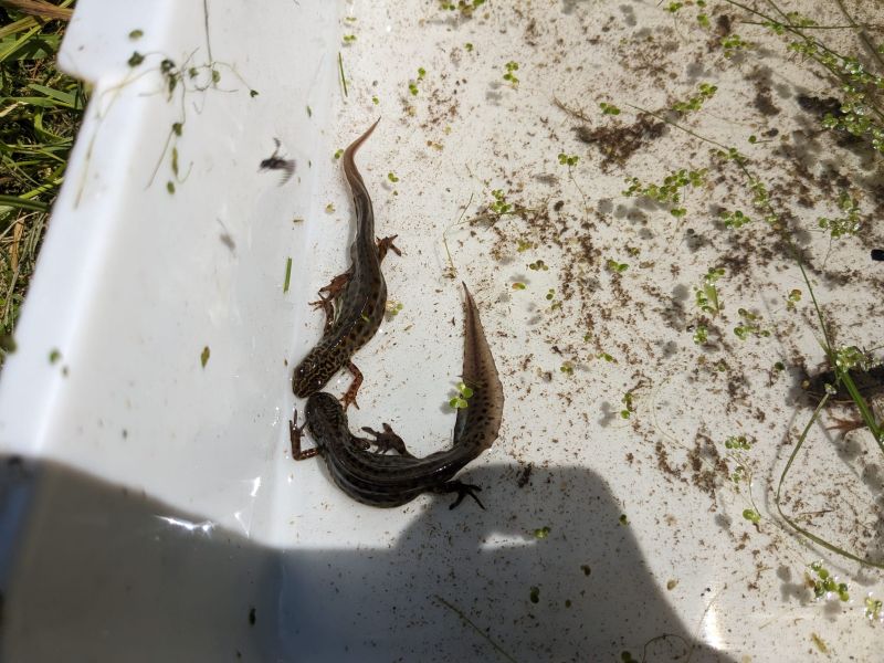 Newts