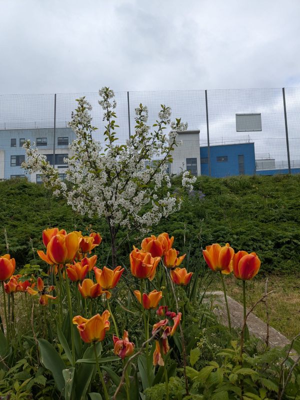 tulips and blossom tree at Seahaven